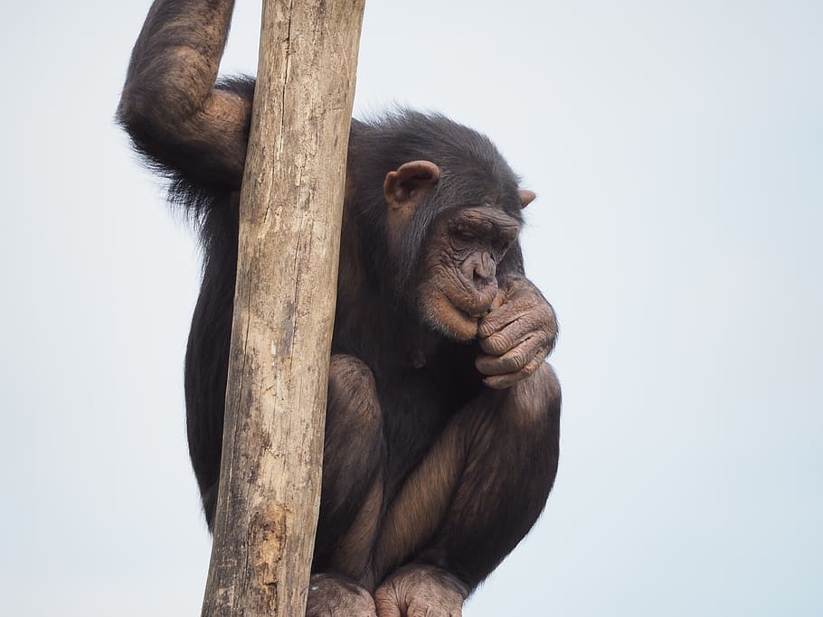 brown monkey on tree, chimpanzee, animals, climbing, primate HD wallpaper