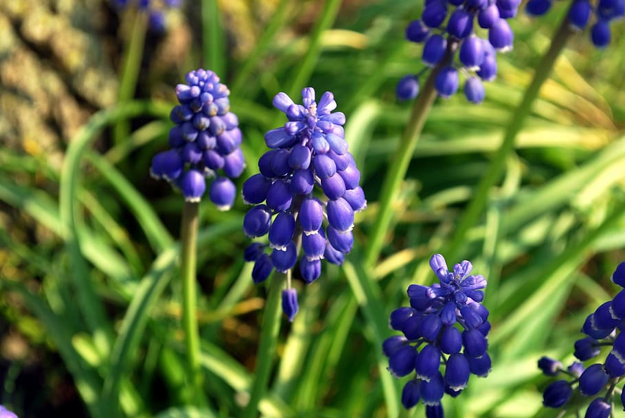 grape hyacinth, flowers, blue, bell, blossoms, blooms, blooming HD wallpaper