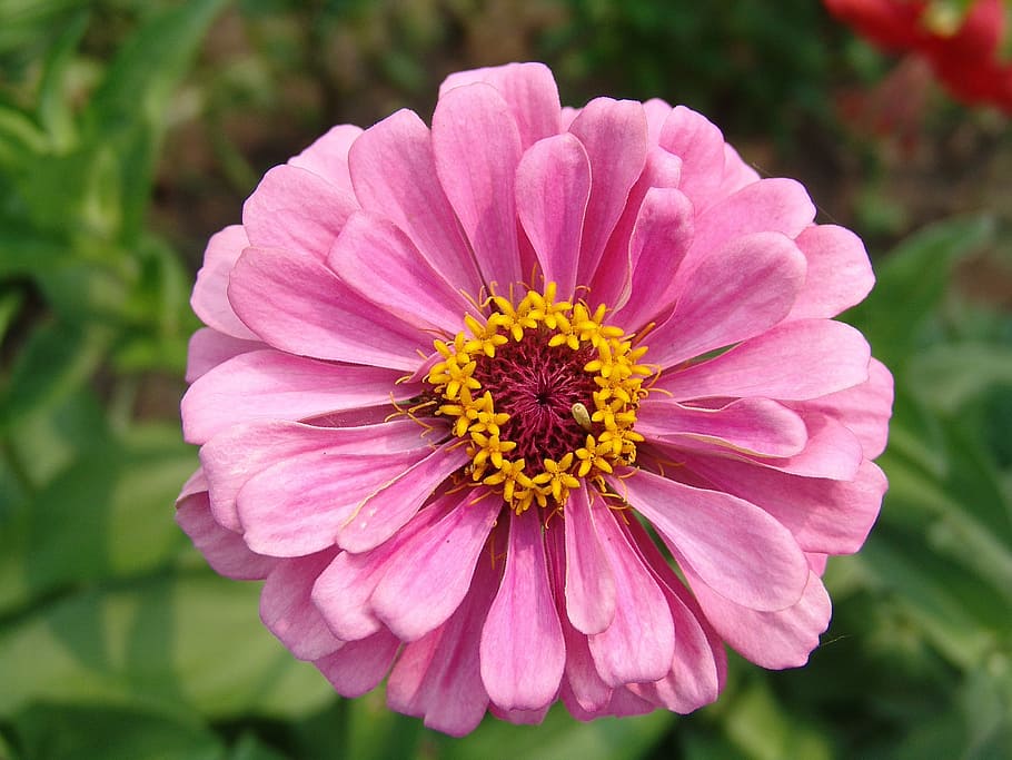Flower, Purple, Garden, Bloom, garden flowers, bright colors HD wallpaper
