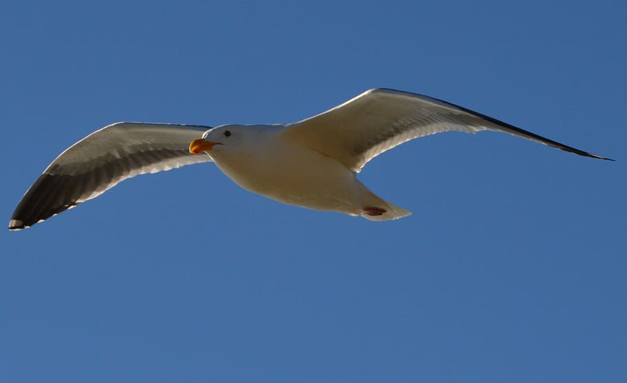 seagull, flying, flight, nature, bird, wings, sky, animal themes HD wallpaper