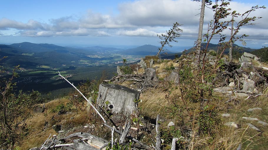 Zwercheck, Bayer, Forest, Mountain, bayer forest, plateau, landscape HD wallpaper