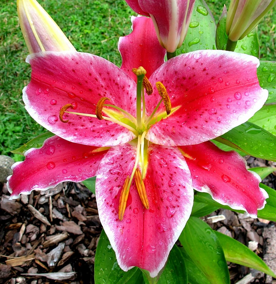 oriental, lilly, after eight, flowering plant, petal, vulnerability HD wallpaper