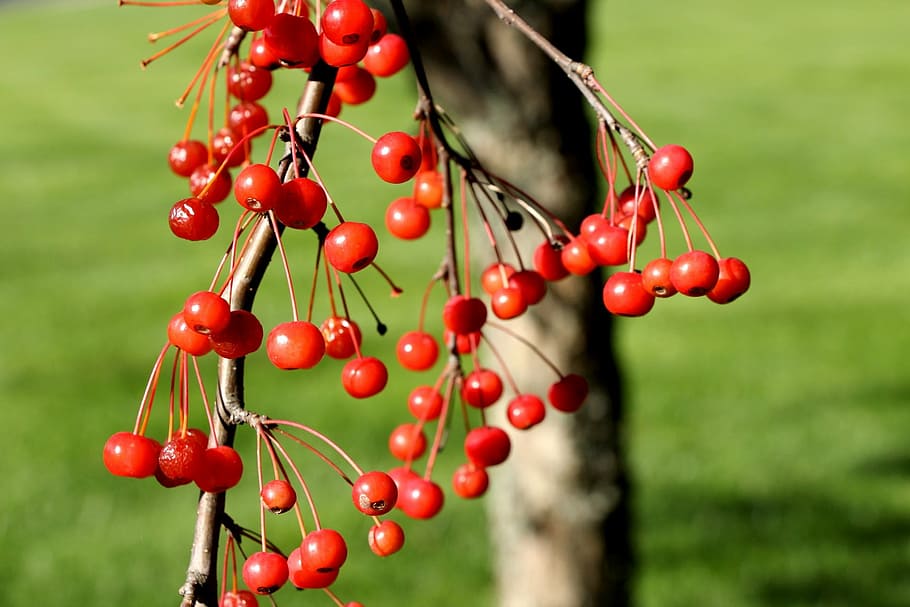 winter, fall, autumn, berries, red berries, season, seasonal HD wallpaper