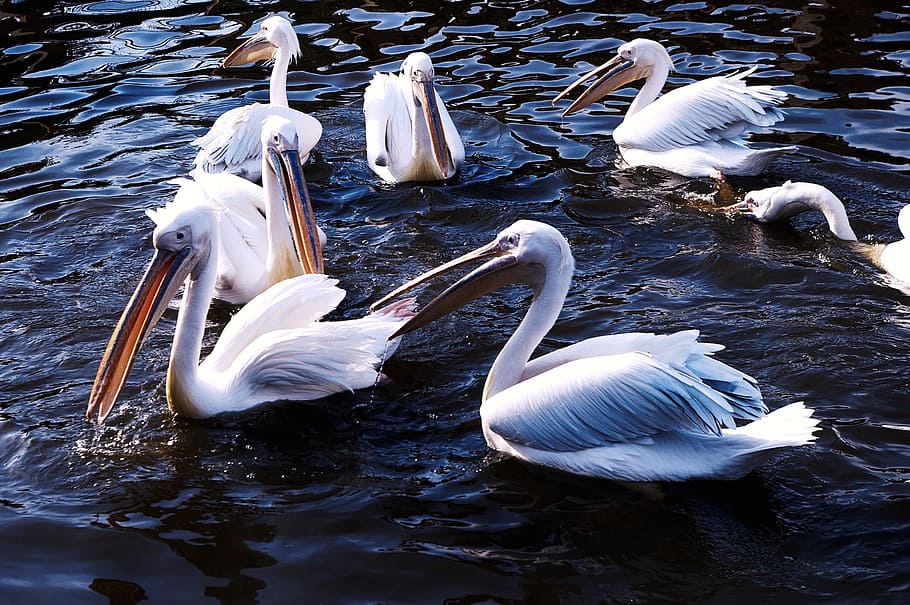 zoo, pelican, animals, animals in the wild, animal wildlife HD wallpaper