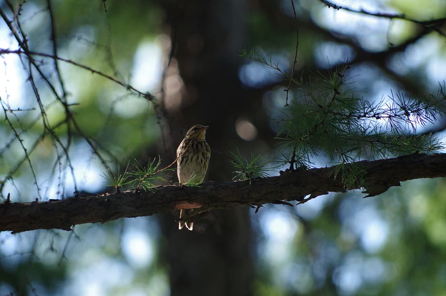 birds, aershan, tree, animal themes, animal wildlife, vertebrate HD wallpaper
