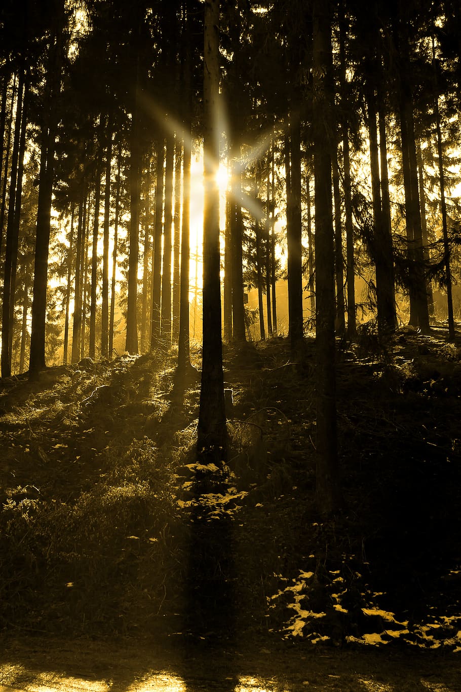 tree, forest, fir, moss, nature, live, live new, forest path HD wallpaper