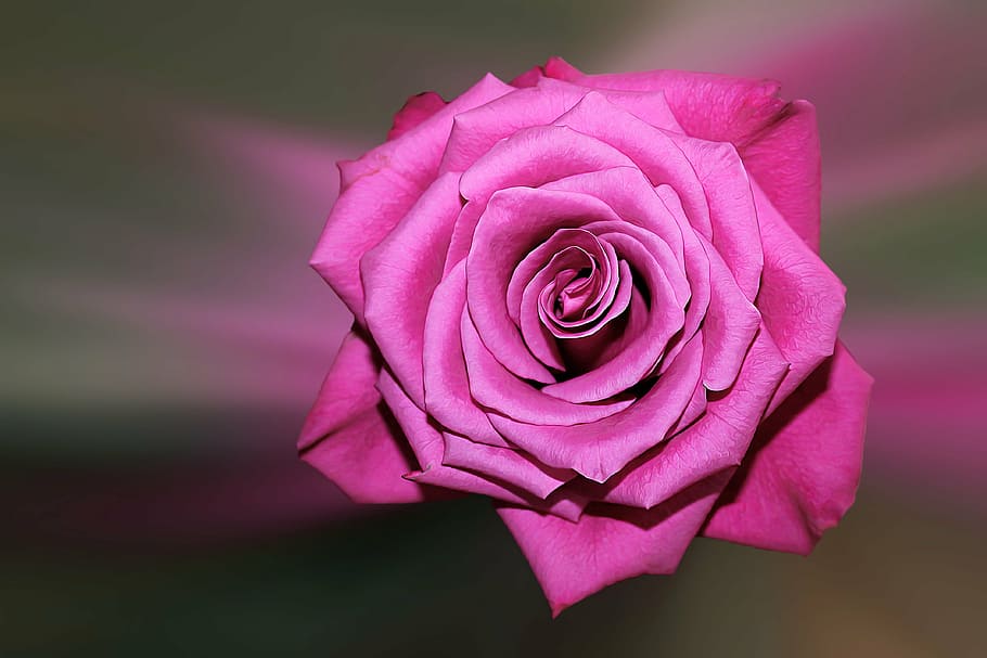 pink flower, blossom, bloom, rose, floribunda, rose - flower HD wallpaper