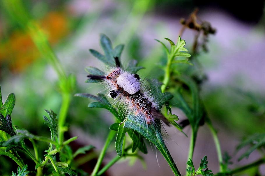 Animals, Larva, Worm, Colorful, Cute, leaf, creature, character HD wallpaper