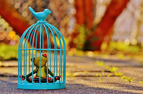 green ceramic frog in blue metal birdcage, imprisoned, sad HD wallpaper