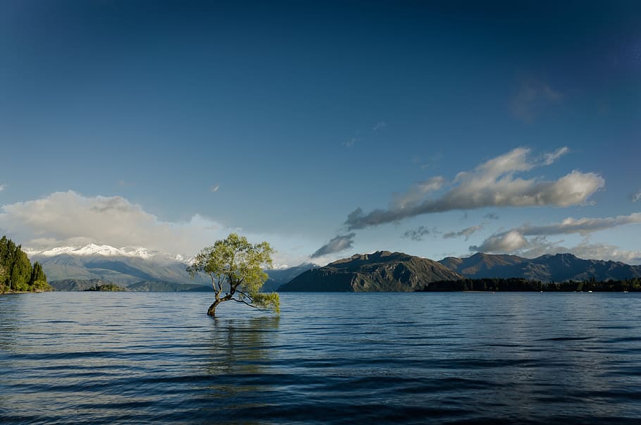 green mangrove tree between body of water, lake, flooded, nature HD wallpaper