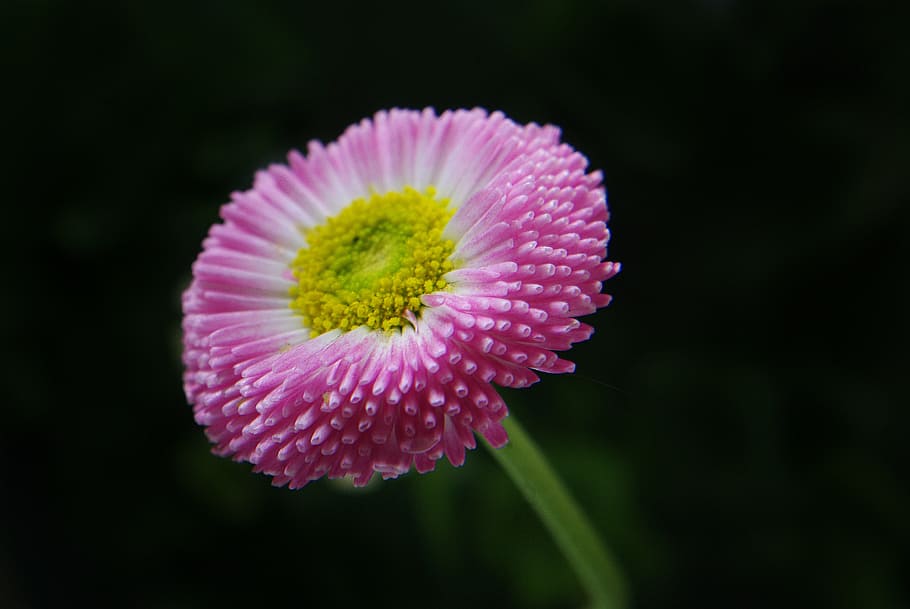 daisy, flower, plant, macro, garden, photo, spring, nature HD wallpaper