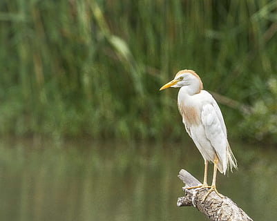 selective focus photo of cattle egret bird perching on branch of tree HD wallpaper