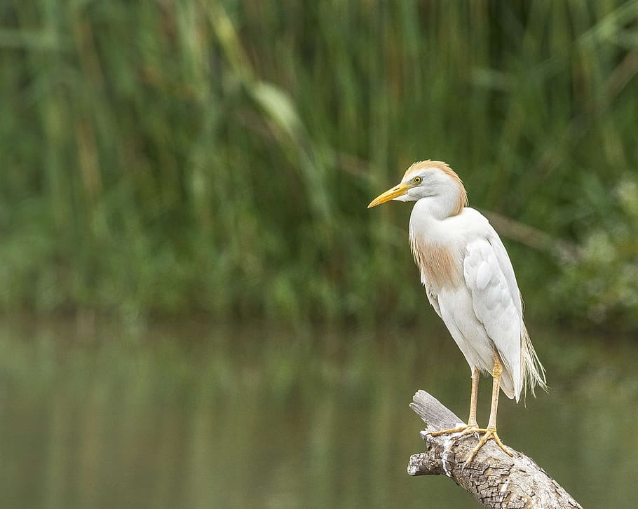 selective focus photo of cattle egret bird perching on branch of tree HD wallpaper