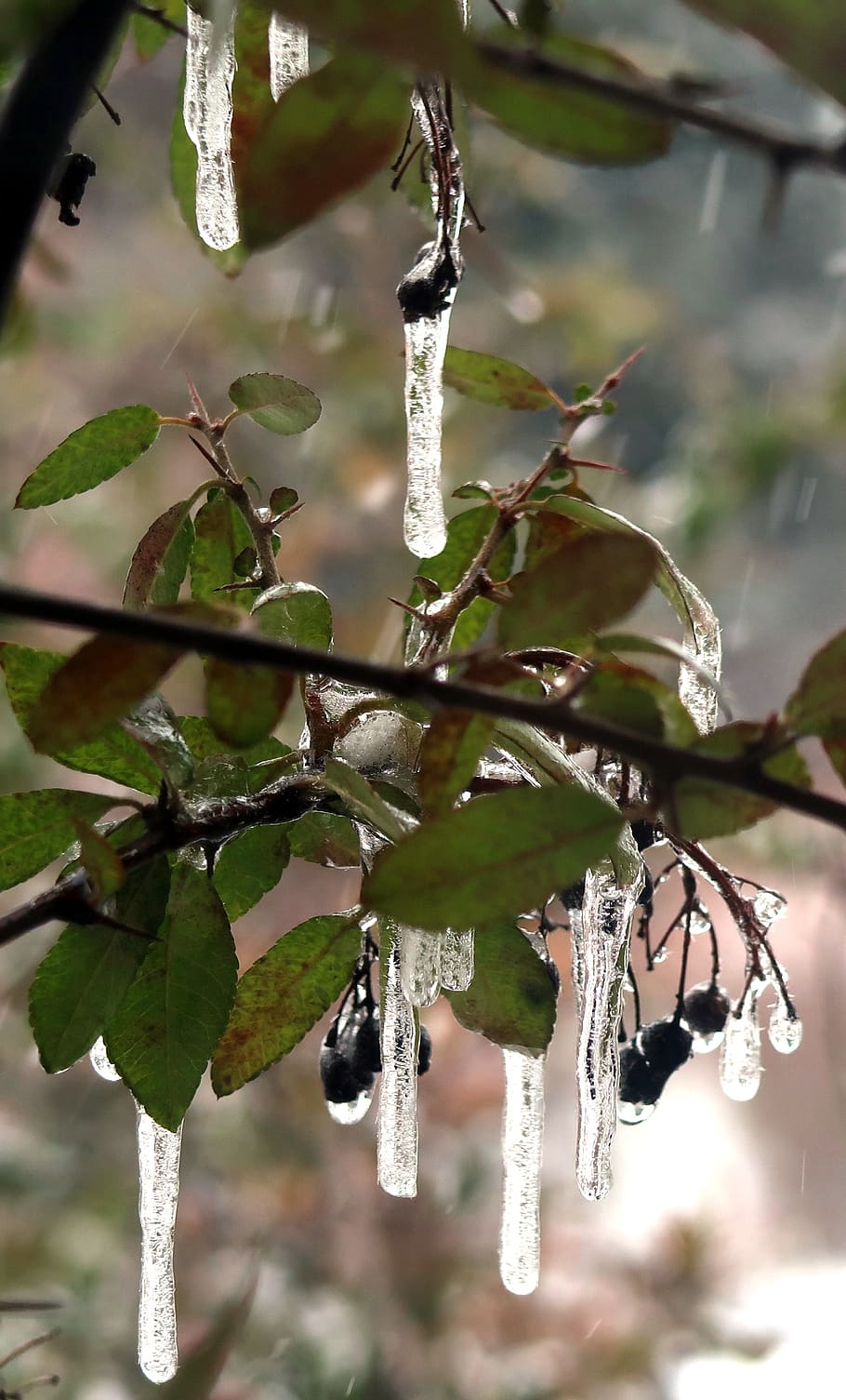 tree, stalactites, nature, ice, leaf, branch, close up, snow HD wallpaper