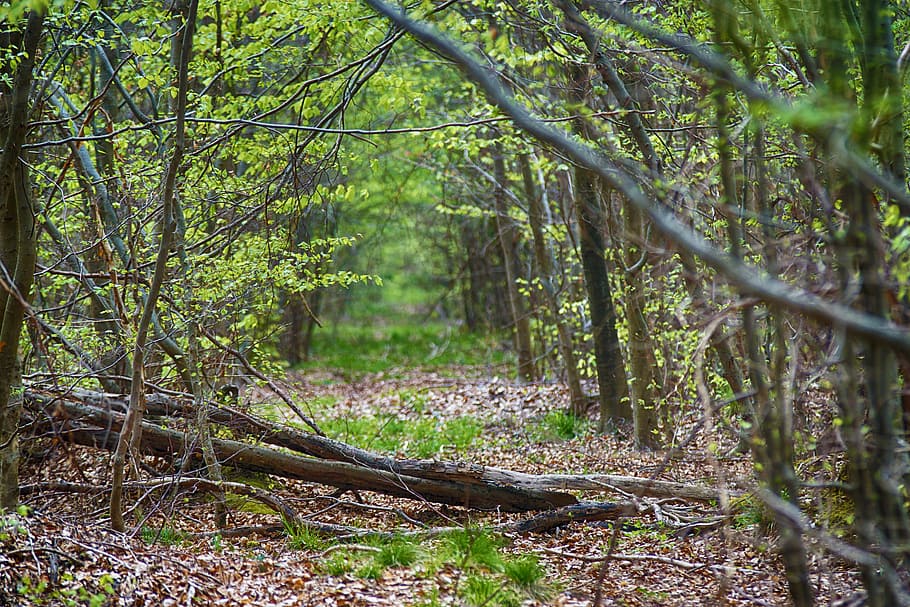 Wood, Forest, Tree, Foliage, Undergrowth, nature, fall, fungus HD wallpaper