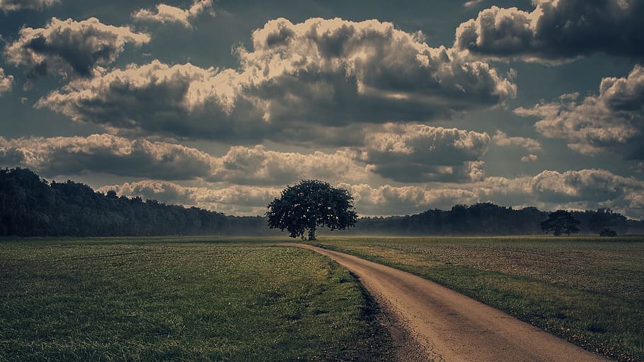 light green fields landscape