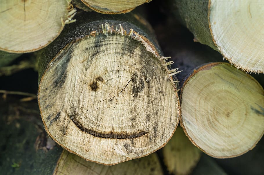 wood, log, laugh, funny, face, smiley, holzstapel, make wood HD wallpaper