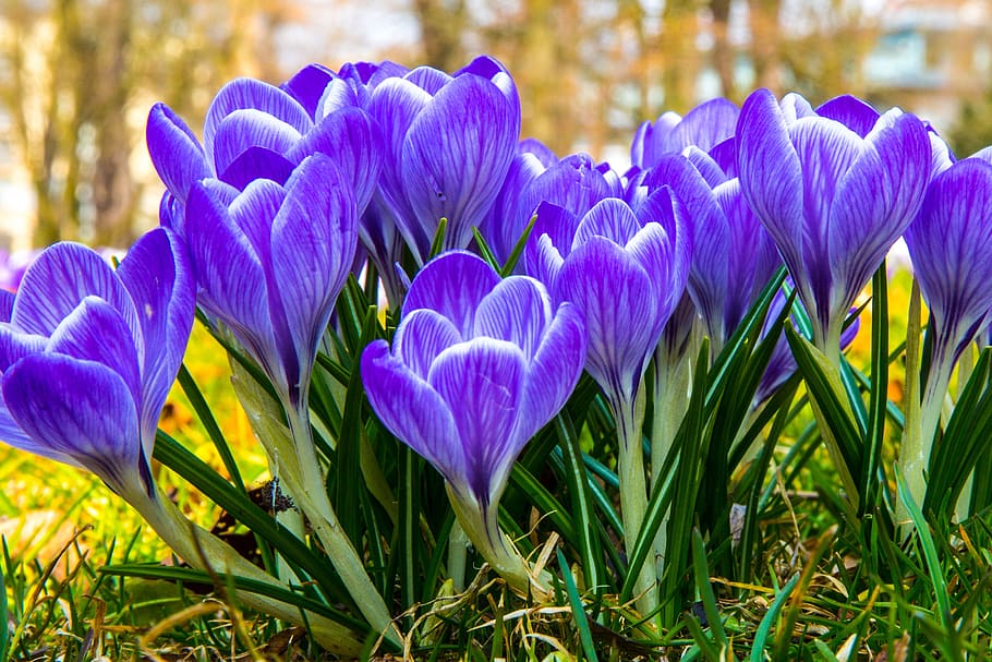 purple crocus flowers in bloom, blossom, spring, spring flower HD wallpaper