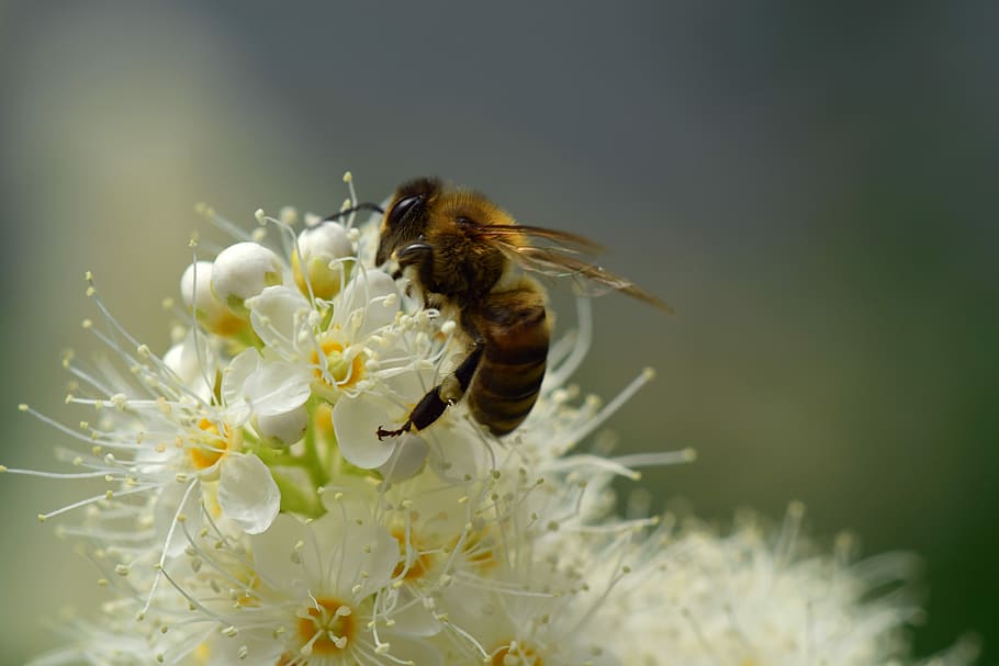 closeup photo of honeybee on white petaled flowers, blossom HD wallpaper