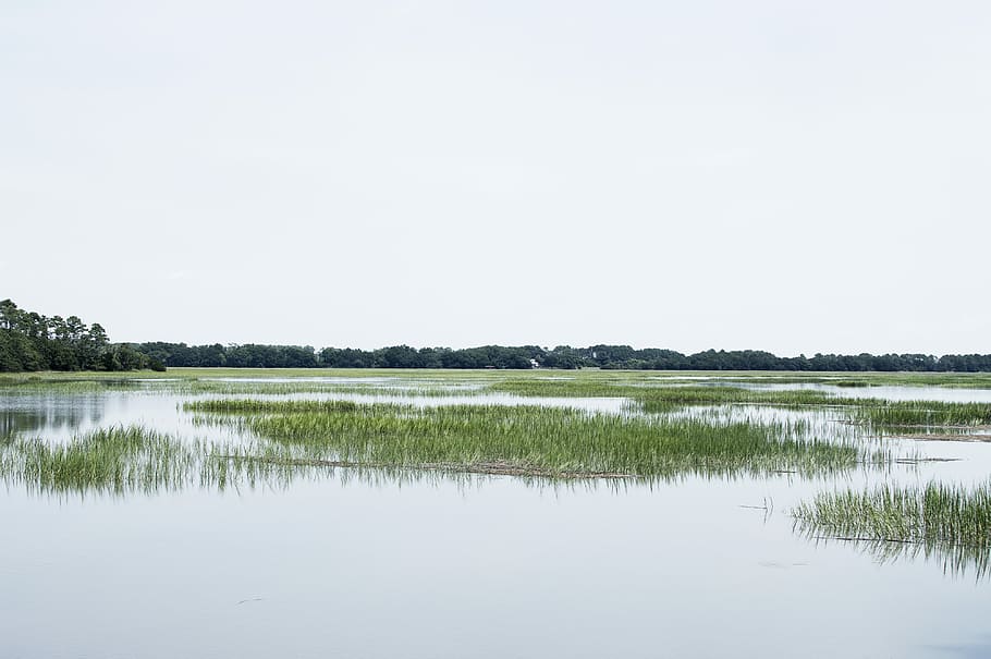 flooded field photo, cyan, grass, gray, green, marshes, water HD wallpaper