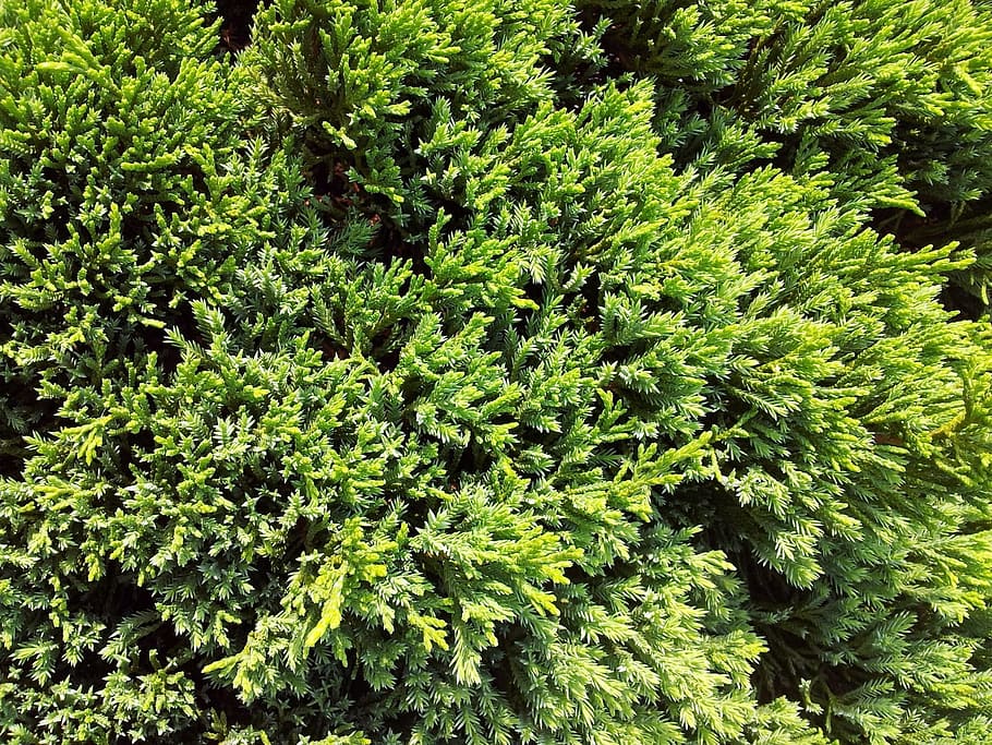 Pines, Trees, Leaves, Greenery, background, greens, branches HD wallpaper