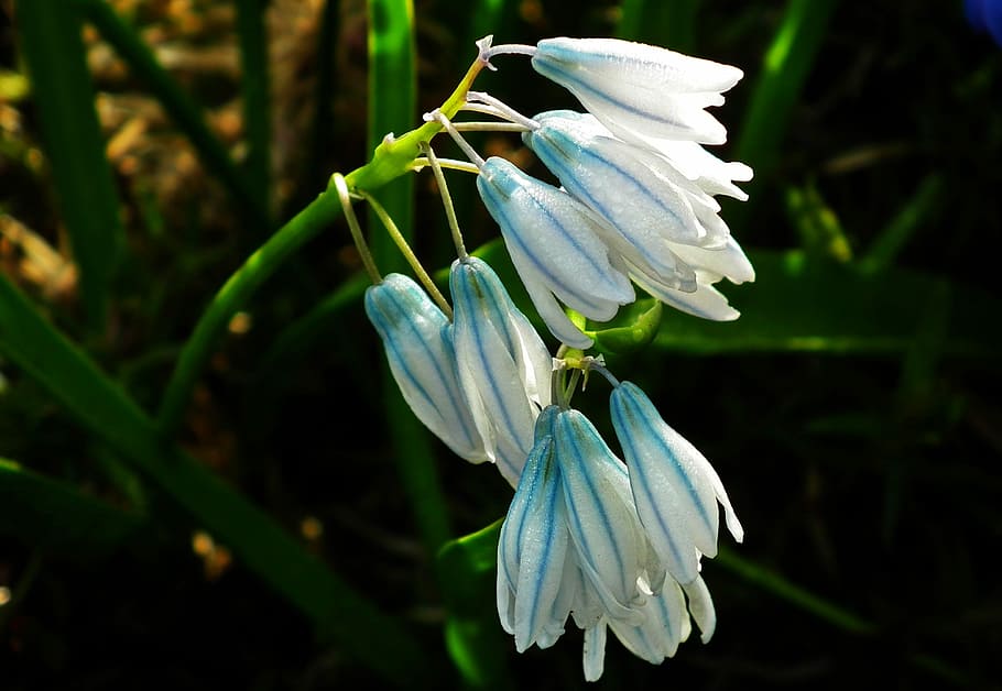 nature, flower, plant, leaf, garden, spring, beauty in nature HD wallpaper