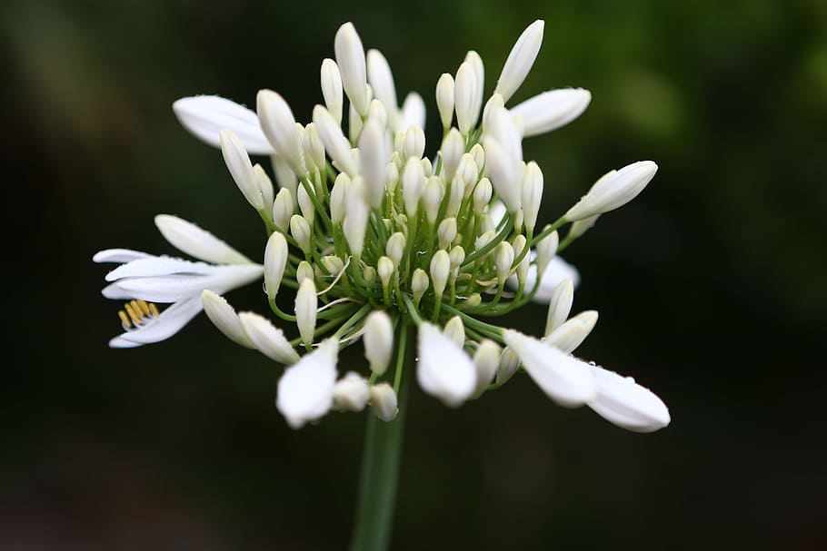 flower, ramson, spice, spring, food, natural, forest, forest floor HD wallpaper
