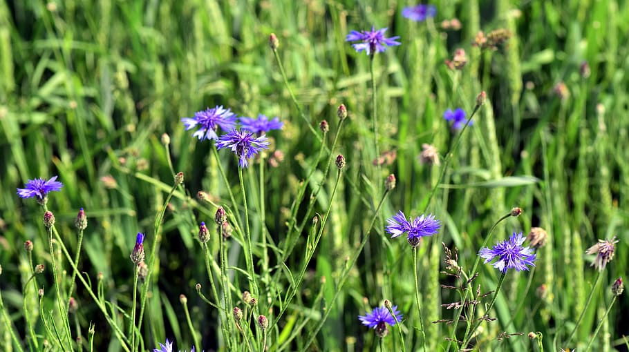 Cornfield, Cornflowers, blue, summer, cereals, blossom, bloom HD wallpaper