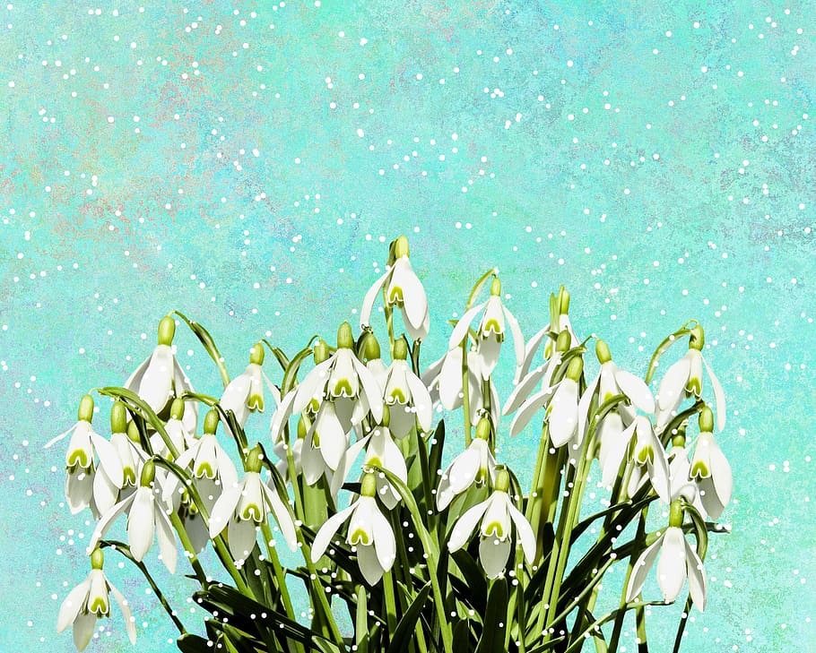 snowdrop, winter, nature, early bloomer, frost, blue, signs of spring HD wallpaper