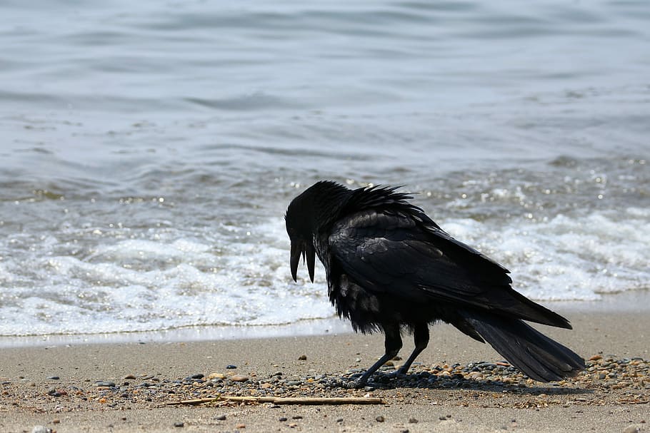 Animal, Sea, Beach, Wave, Wild Birds, crow, wild animal, annoying HD wallpaper