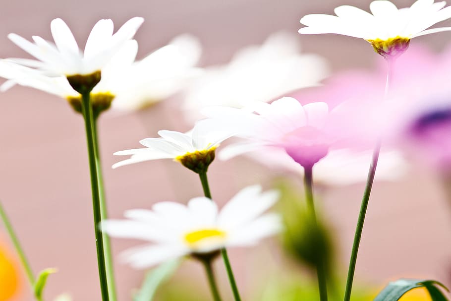 flower, white, petal, bloom, garden, plant, nature, autumn HD wallpaper