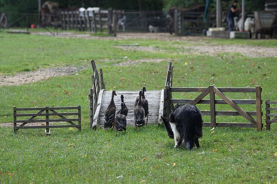 sheep dog, work, geese, grass, mammal, animal themes, domestic animals HD wallpaper