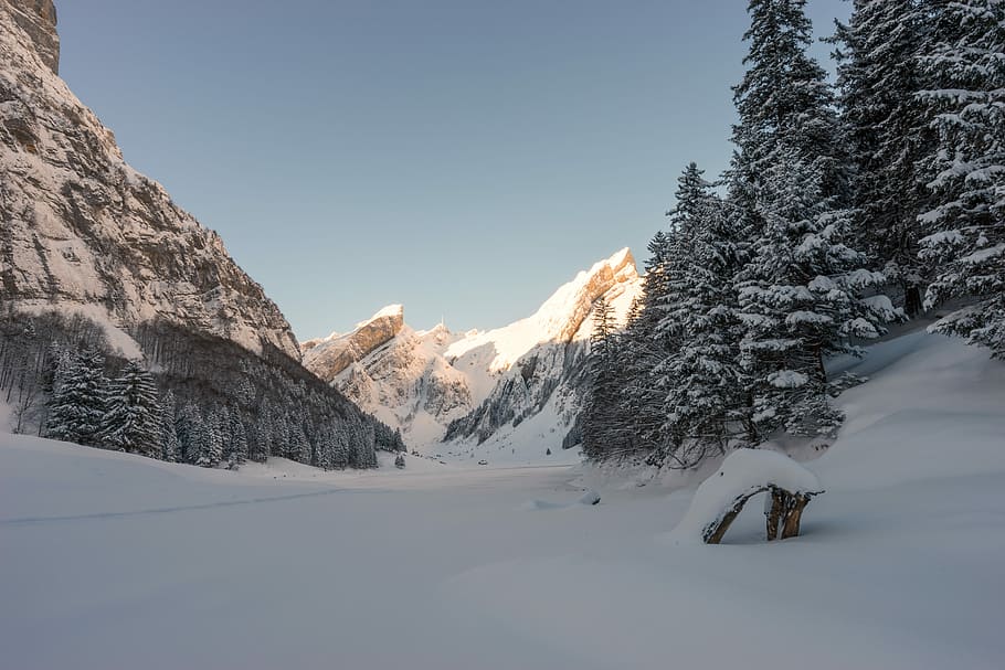snow capped mountain and pine trees under clear blue sky, mountain alps under clear blue sky HD wallpaper