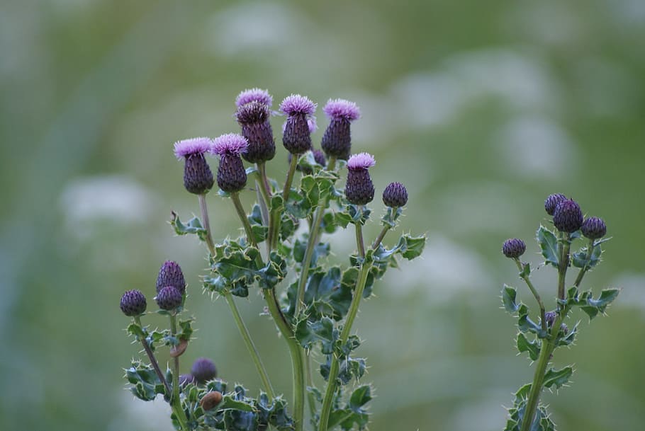 thistle, scotland, st combs, botany, flower, flowering plant HD wallpaper