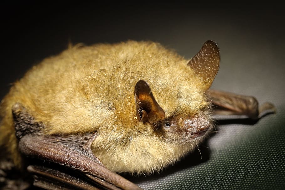 brown bat, animal, bats, animal themes, mammal, one animal HD wallpaper