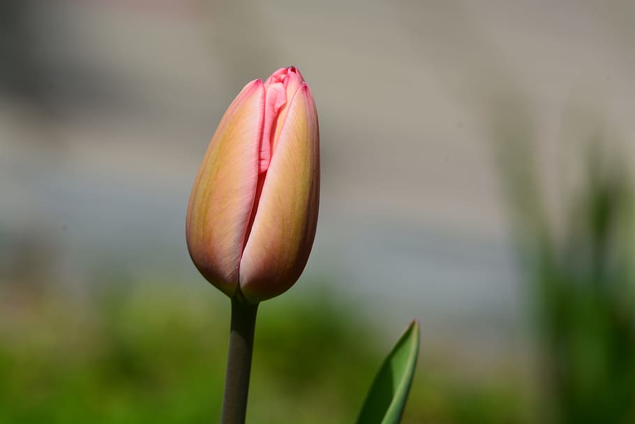 Tulip, Spring, Flower, Buds, flower buds, growth, nature, plant HD wallpaper