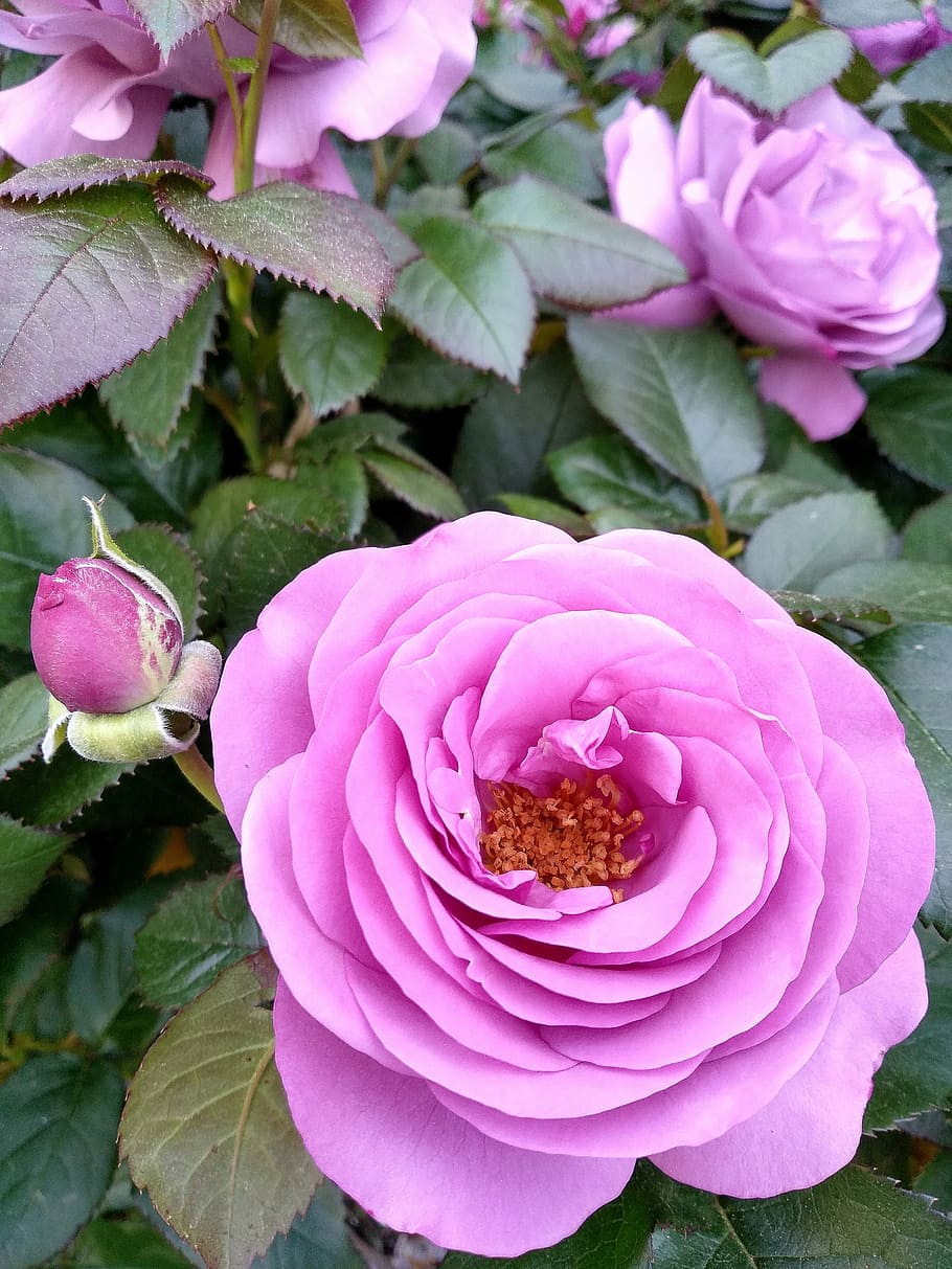 flower, leaf, rose, petal, plant, nature, flowering plant, beauty in nature HD wallpaper