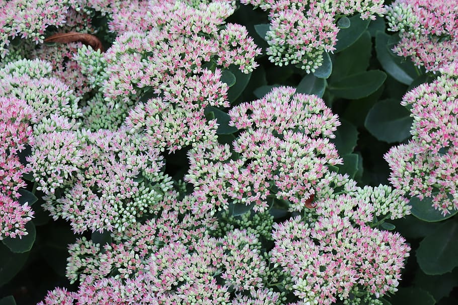 flower, nature, summer, plant, growth, flowering plant, beauty in nature HD wallpaper