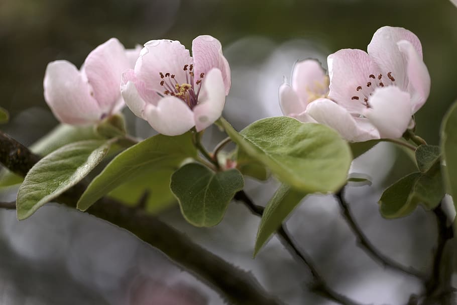 white flowers with green leaves in macro shot, pink, spring HD wallpaper