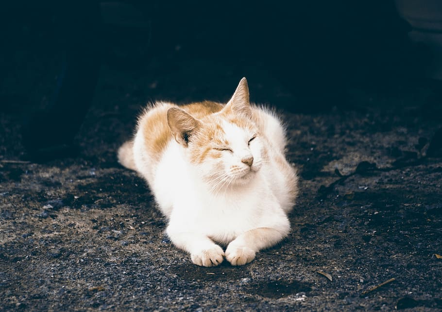 short-coated white and orange cat laying on ground, kitten sleeping HD wallpaper