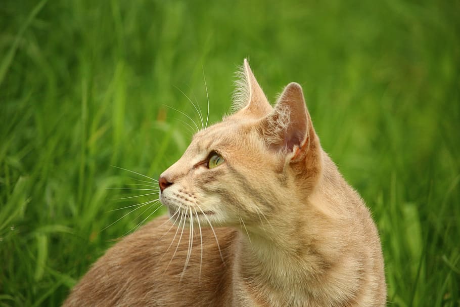 orange cat on green grass, kitten, mieze, mackerel, breed cat HD wallpaper