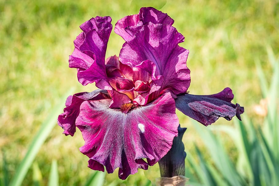 iris, plum color, flower, spring, presby iris gardens, flowering plant HD wallpaper