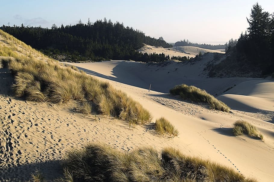 dunes, sand, beach, coast, oregon, usa, pacific, dusk, plant HD wallpaper