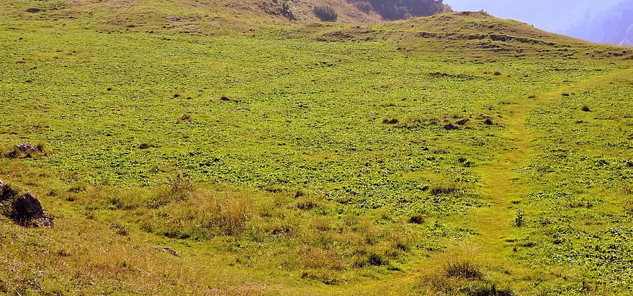 Prato, Green, Mountain, Grass, Nature, landscape, field, green color HD wallpaper