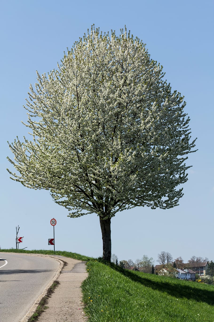 tree, blossom, bloom, road, deciduous tree, plant, growth, sky HD wallpaper