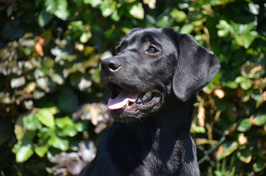 close-up photo of black Labrador dog, happy, young, retriever