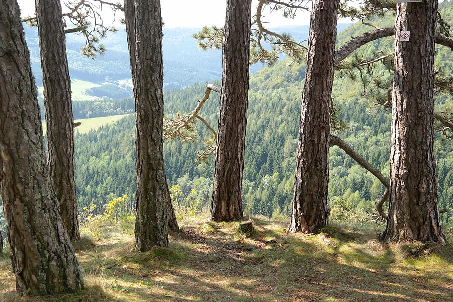 close-up photo of tall trees at day time, pine, group, round HD wallpaper