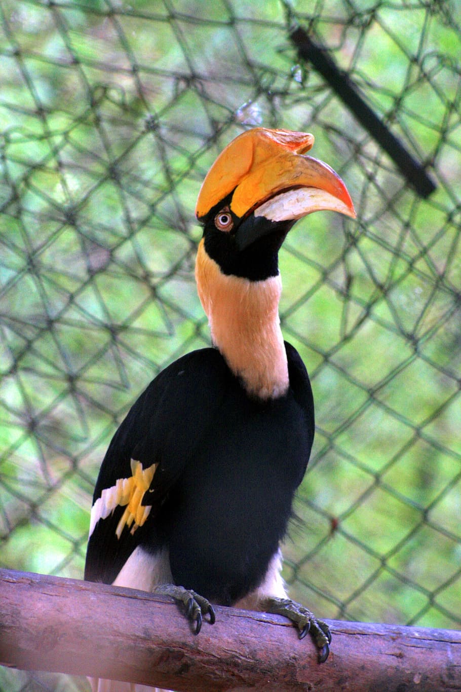 double hornbill, parrot, bird, exotic, bannerghatta, national park