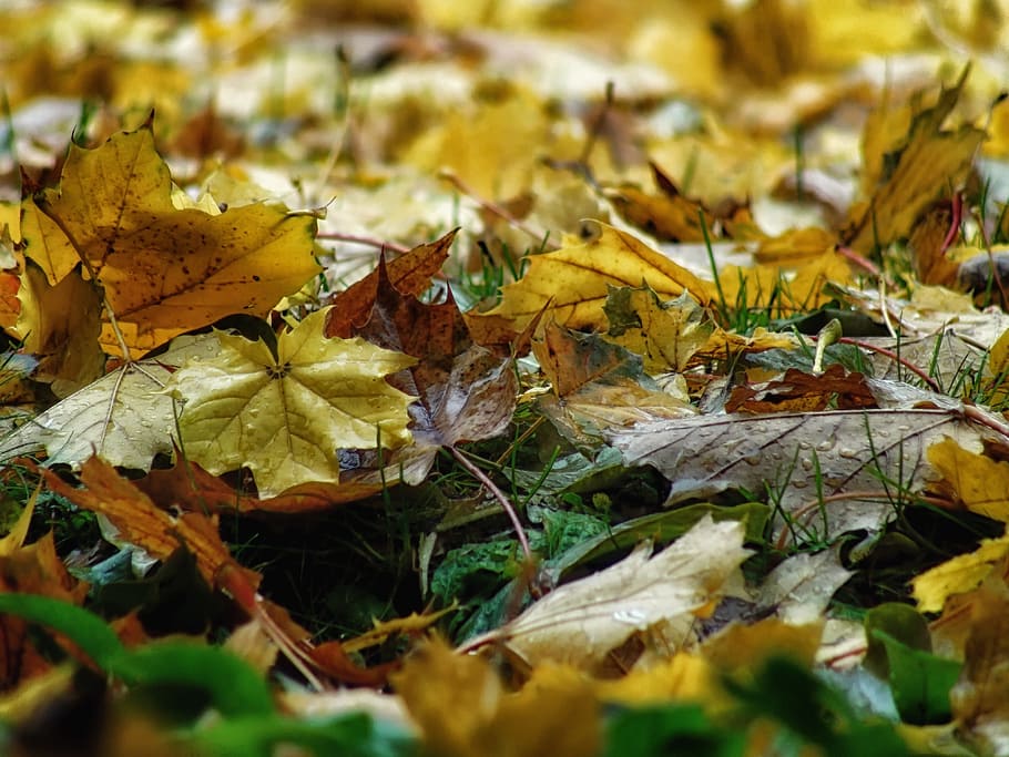 Autumn, Fall, Close-Up, Macro, Leaves, fallen, ground, scenic HD wallpaper