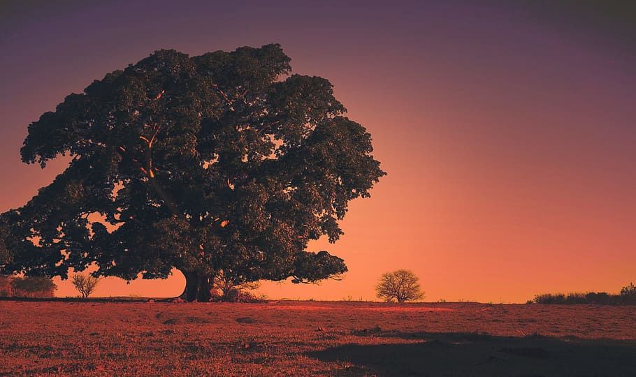 Tree, Landscape, Brazil, Jaú, Nature, sky, horizon, rural HD wallpaper